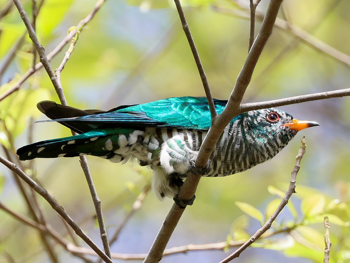 KoolKao's tweet photo. Asian Emerald Cuckoo, taken earlier this year.

 #Birding #birds #birdwatching #singaporebirding #BirdsPhotography https://t.co/4PLvByb8nM