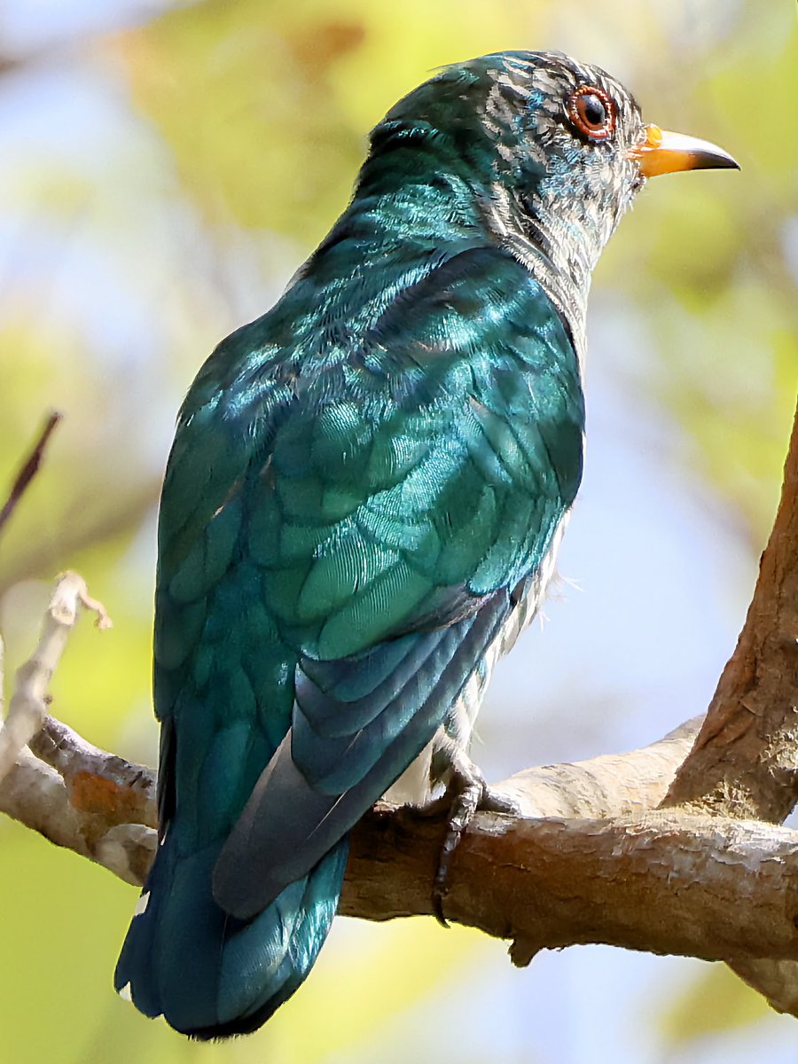 KoolKao's tweet photo. Asian Emerald Cuckoo with its iridescent feathers

#birdphotography #birding #singaporebirding #birds #nature https://t.co/qZSQeMeaqY
