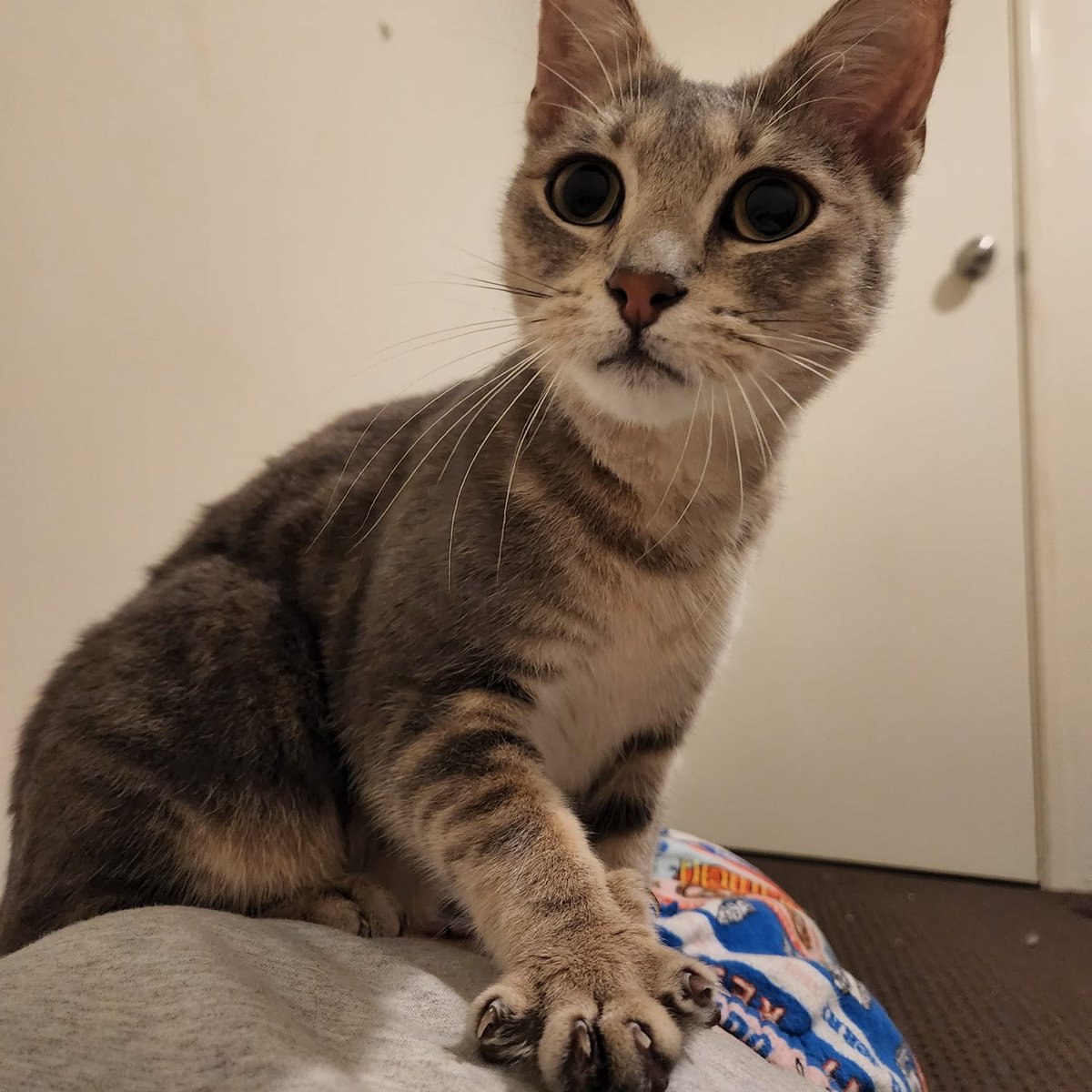 IFRcats's tweet photo. Mizelda is still available to adopt!

Lively, gregarious, playful and adorable. She needs LOTS of toys! She's also good with kids. :)

Older kitties, not so much.

🔗 Adopt: https://t.co/TRM2s3EmK0

#IFRMizelda https://t.co/WJyECn45SH