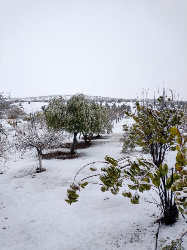 AceiteCalendula's tweet photo. Hoy amanecimos con este bello  paisaje en Soruco comuna de #Combarbalá en el norte de #Chile después de casi 10 horas nevando 👀🥶 @cristobaljuliav  tu pronóstico fue muy certero 🙌 @gorecoquimbo @INDAP_Chile @Indap_coquimbo @KristNaranjoGob #Nieve #Lluvia #agriculturafamiliar https://t.co/MiqwLVgJxr