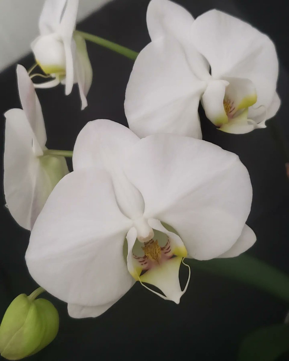 padellie's tweet photo. These blooms opened just in time for Phalaenopsis Phriday 💚 #Orchids #PhalPhriday #Phalaenopsis #CurrentlyInBloom https://t.co/RRBejsBLBS