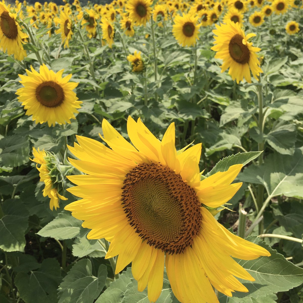 Sunflowers and steel drums. Sounds like a great combo to us! We’ll be performing at Sinkland Farms for the Sunflower Festival on Saturday, July 16, 3-4:30pm.

See you there! 🌻