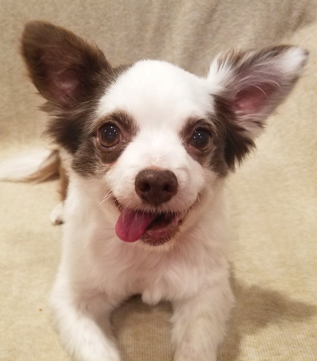 Hey pals! I jus need 40 more Followers to make up for da ones I lost! 
If yoo know anypawdy who might like to be my fwend &amp; Follow my adventoorz...
Please be a Sweetie &amp; do a RETWEETEE!! 🥰
And if nopawdy haz said dis today... 
I Wuv Yoo! 😁❤️🐶
#dogsoftwitter  #AdoptDontShop