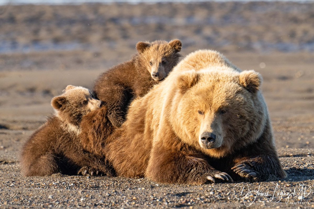 DrLoging's tweet image. Some times it’s just nice to snuggle #snuggletime #mommabear #cubs #bear #findthebeauty #inspireothers