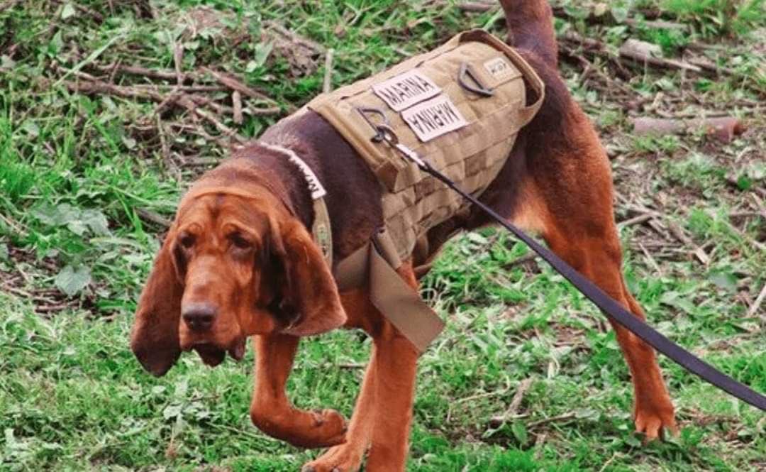 Max, es el canino de la Secretaría de Marina que localizó entre matorrales a Caro Quintero. En el operativo, el helicóptero Black Hawk tuvo un accidente en Los Mochis, Sinaloa. Murieron 14 personas.