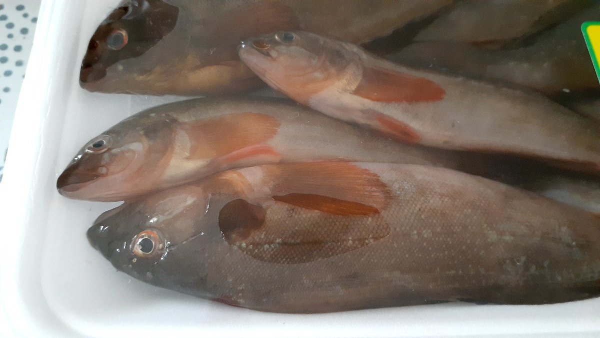 アブラメ Twitter Search Twitter