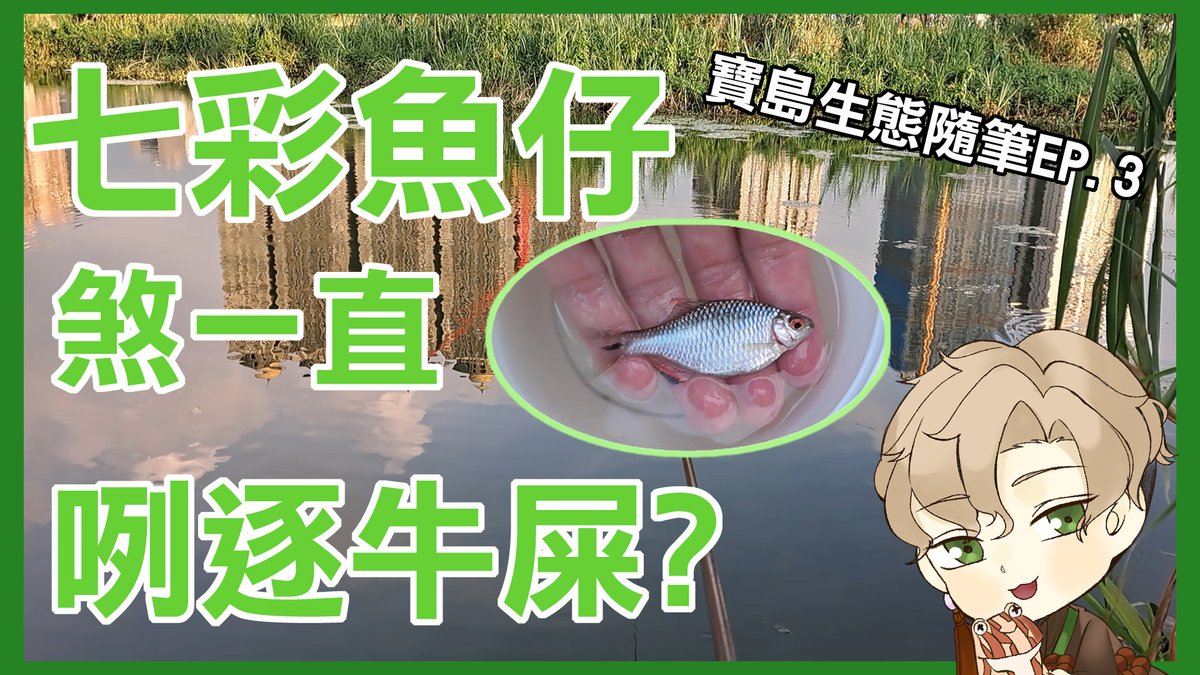 【上片通知｜𤆬你熟似愛食牛屎的魚仔！！】
暗時八點首播佇遮：youtube.com/watch?v=GfuxX2…
森川這擺偷走班去釣魚！
會發現啥物怪奇生物咧?
愛準時來看喔！
暗時8：00 配森川影片食暗頓啦！
#生態 #釣魚 #台語 #VLOG