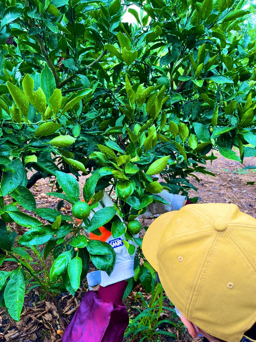 startfromzero23's tweet image. 雨でも貴重な週末は作業です！☔️😎

摘果中の副代表🍊✨

#みかん農家