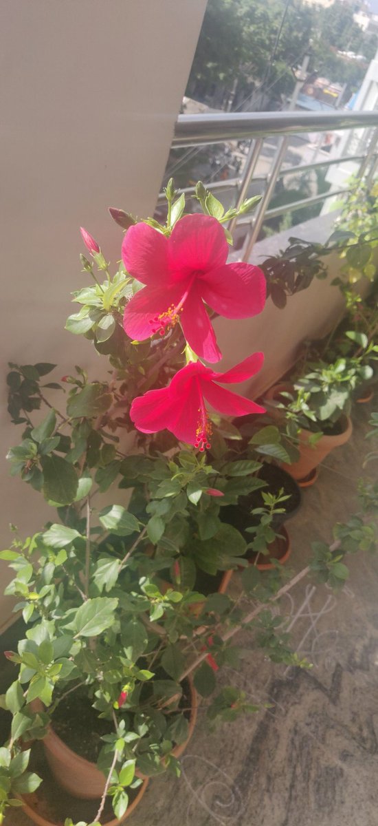 PadmaMaramganti's tweet photo. Good Happy Morning Tweeple ❤️
#colors
#balconyblooms
#cleanngreen https://t.co/xfPbZDiBLI