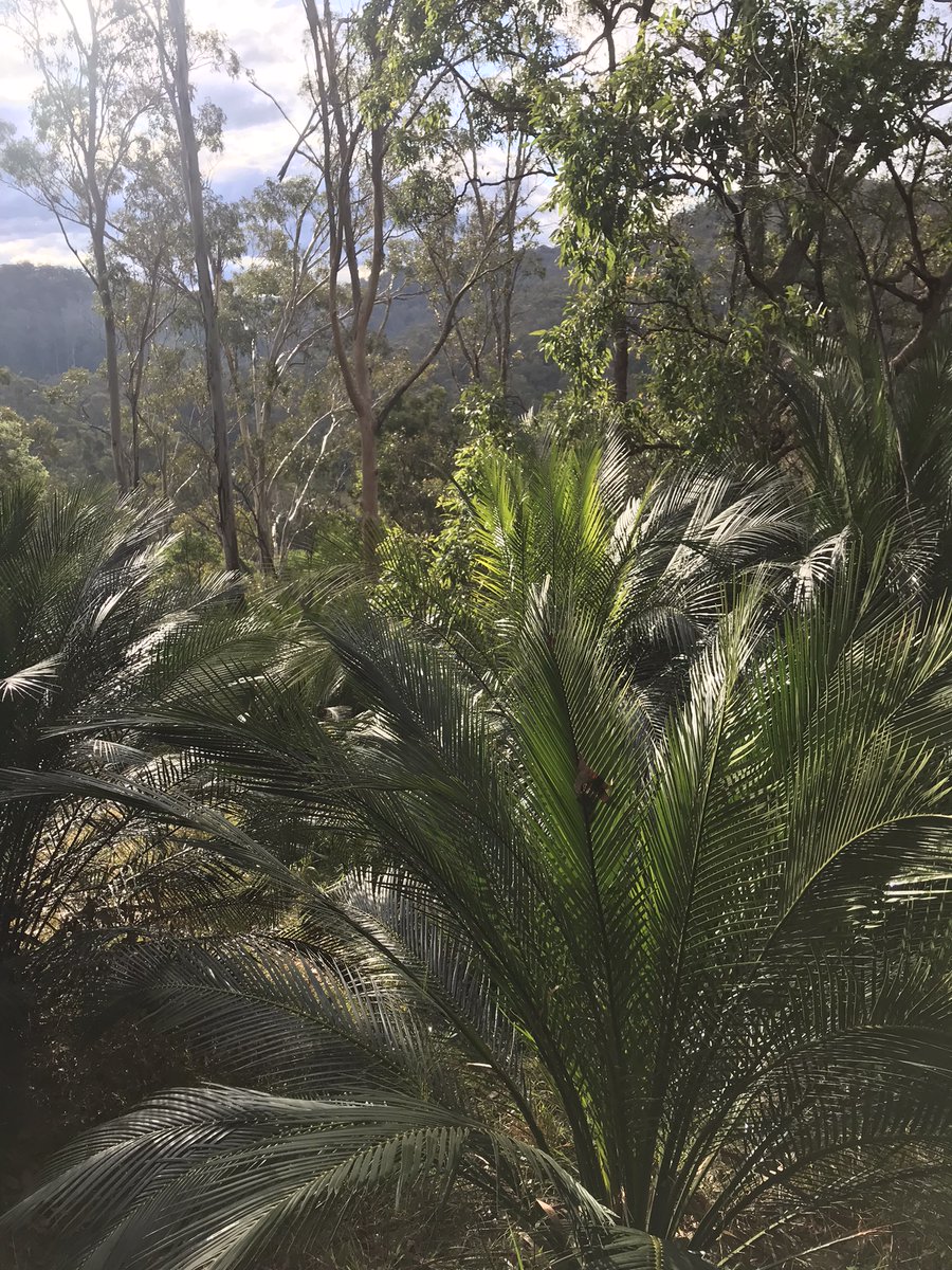Ancient burrawangs (Macrozamia communis) - perhaps once a food for the dinosaurs - feature at the beautiful Kiora MER plots recently set up with South East LLS for monitoring next spring @llsnsw @TERN_Aus @Envirogov @SuzanneProber @SamNicol16 @CSIRO @trustfornature @RAMorgain