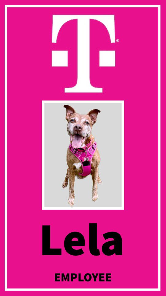 loveallthepaws's tweet photo. If you know me, you know my babies are everything! Thank you @MagentaNik for making them TMO official w/ their badges! Iβm obsessed! #tmobilepets ππΎ https://t.co/f8CRX9Y1yx