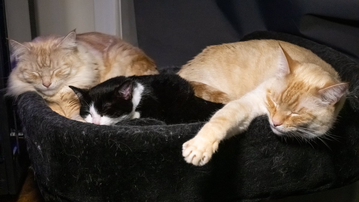 LunchboxDOTinc's tweet photo. @Pinipy So this is Ariel Cool Moe Dee Simpson (L) Phillip J Fry (R) and the latest adoptee, Princess Tiabeanie Mariabeanie de la Rochambeau Grunkwitz in the middle.

Fry and Ariel are 3yo twins, and we adopted Bean 2 weeks ago, she's only 16 weeks, and has Cerebella Hypoplasia... https://t.co/4SrmiWlhs0