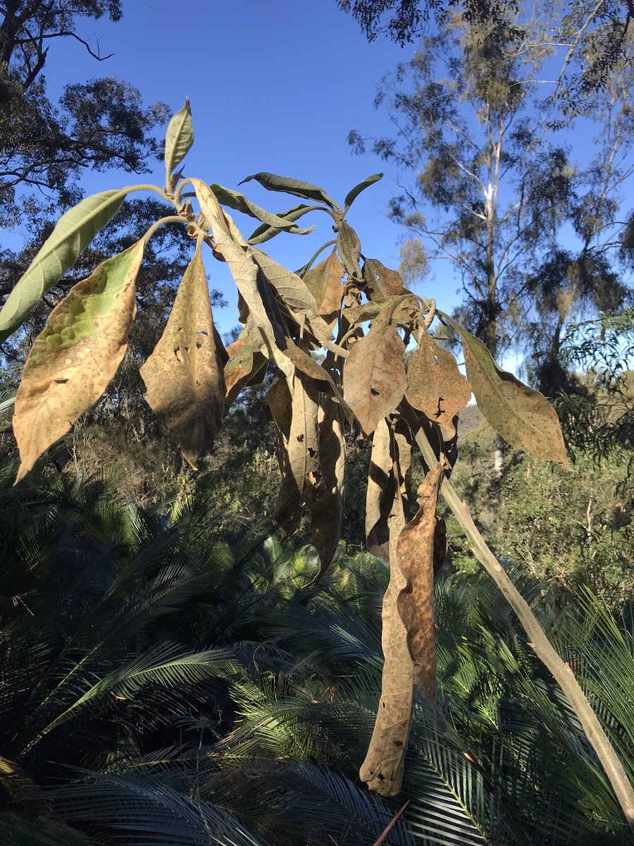Tabacco bush a target for post-fire weed control at the new SE LLS Kiora MER plots. @llsnsw @TERN_Aus @Envirogov @SuzanneProber @SamNicol16 @CSIRO @trustfornature @RAMorgain