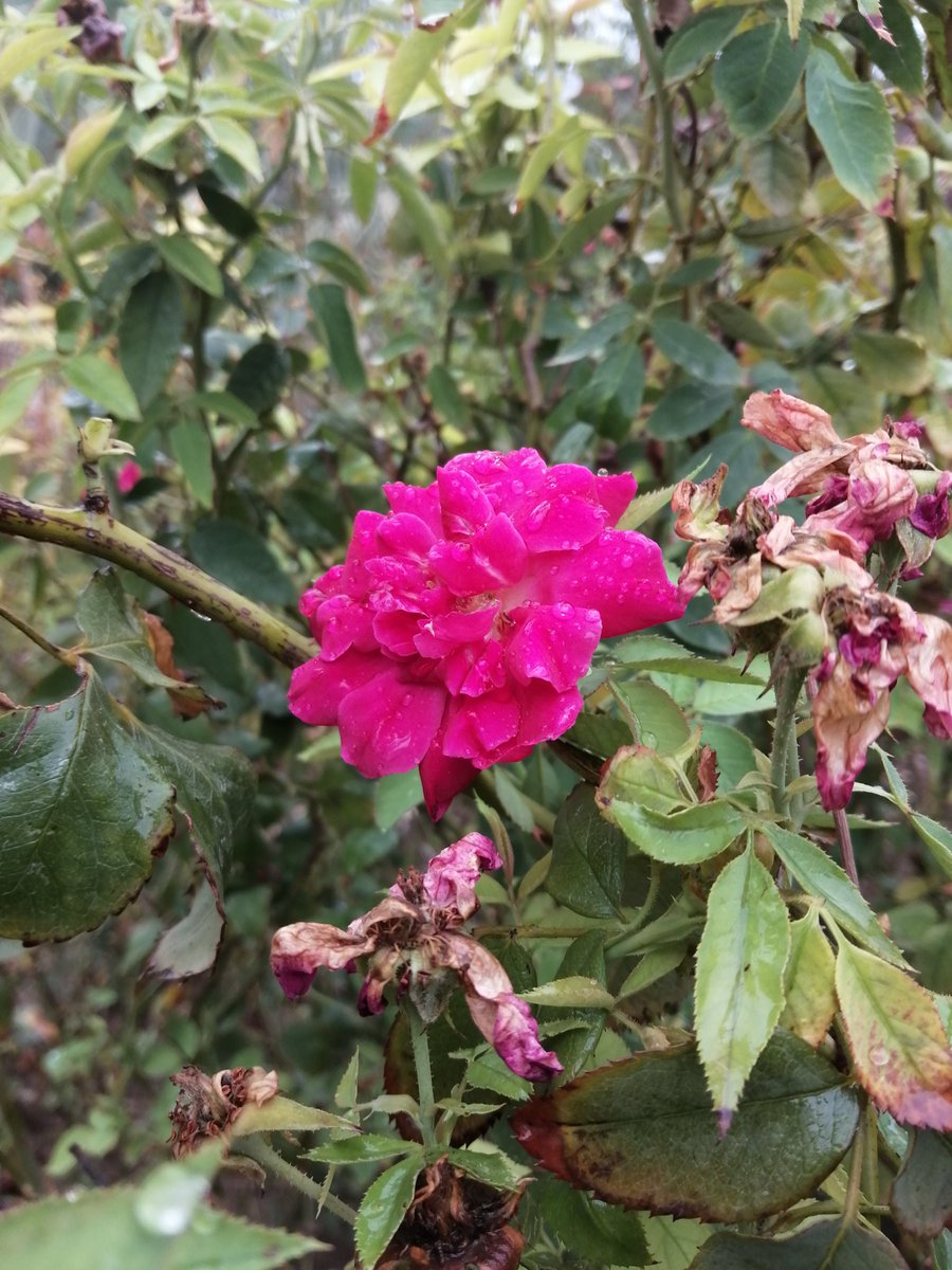 Samiya|سامية ✨ tweet media