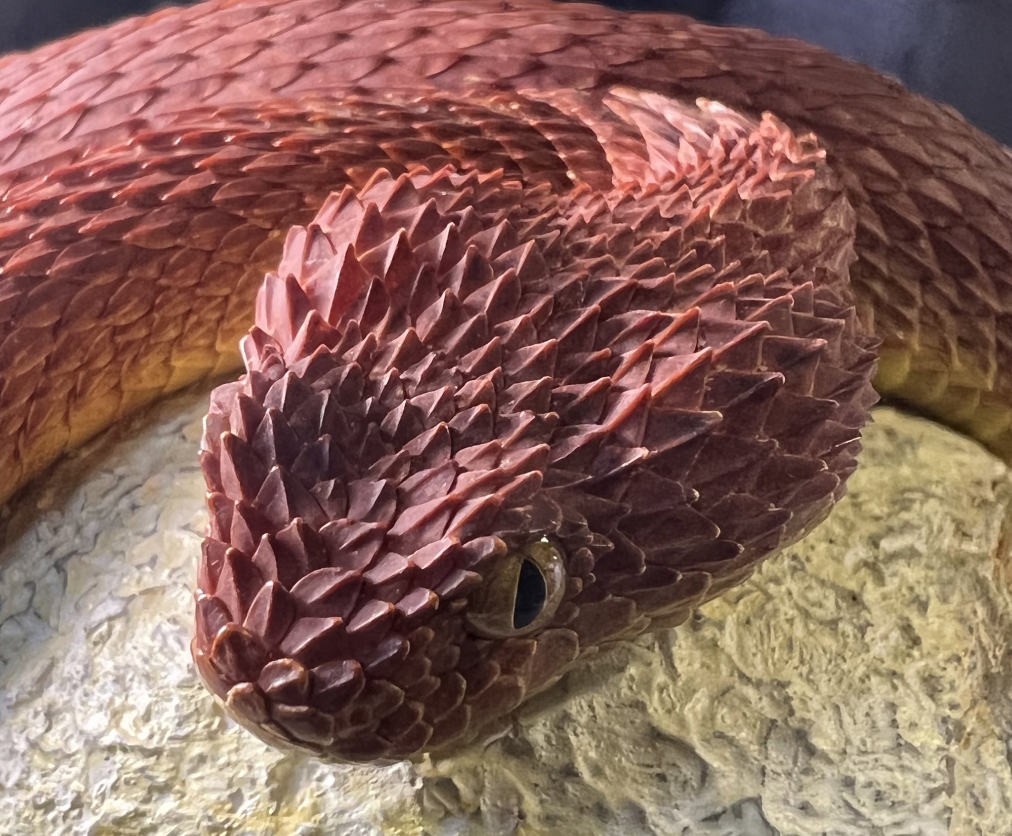 トギ 今日は世界ヘビの日らしいですね いつもしてるけど超カッコいいヘビの写真でもツイートしておこう 世界ヘビの日 T Co Y14ytm6jd2 Twitter