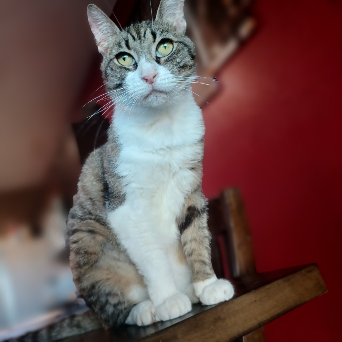AdoptRescueCats's tweet image. #Fresno, CA:  Hello! My name is ATHENA (CP). As you can see, I am very attractive, with my white-and-calico marked fur and green eyes. I’m a young girl, born in 2020, and am very sweet. I can be a little shy at first... adoptapet.com/pet/34708516-o…
#RehomeHour #US #cats #adoptdontshop