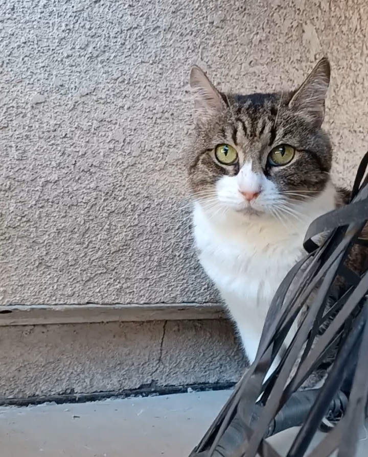 AdoptRescueCats's tweet image. #Fresno, CA:  Hello! My name is ATHENA (CP). As you can see, I am very attractive, with my white-and-calico marked fur and green eyes. I’m a young girl, born in 2020, and am very sweet. I can be a little shy at first... adoptapet.com/pet/34708516-o…
#RehomeHour #US #cats #adoptdontshop