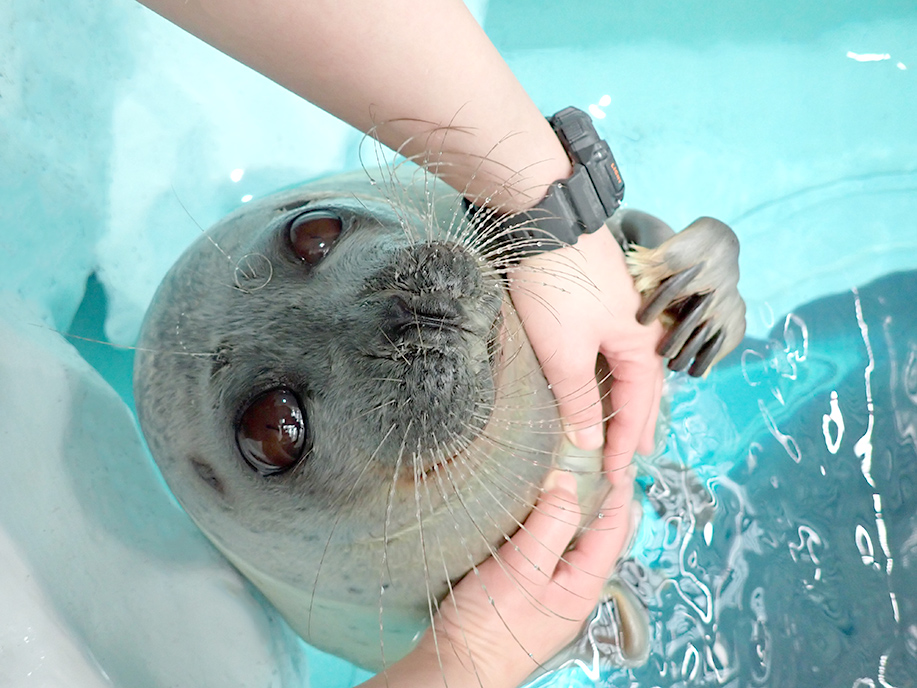 トレーニング中 なぜか ぎゅっ と手を掴んで見つめてくる 海遊館のアザラシのアラレさんがかわいい Togetter