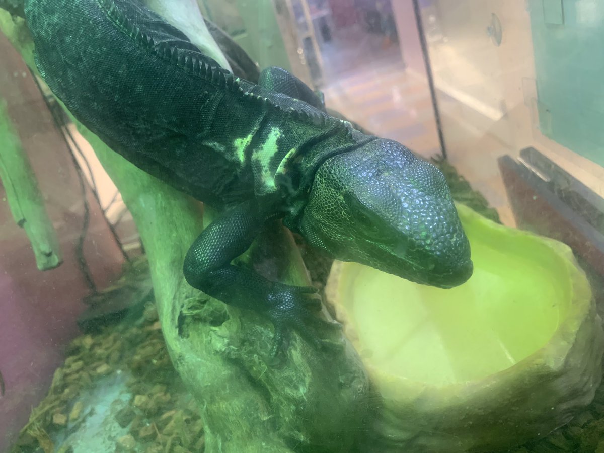 HachuMelt's tweet photo. 天神にある小さな動物園
はちゅメルト🦎

オープンしております✨
まったりゆったりと爬虫類、フクロウ、ショウガラゴがお出迎え❣️

是非ご来館お待ちしております🦎 https://t.co/OlRX48HvSa