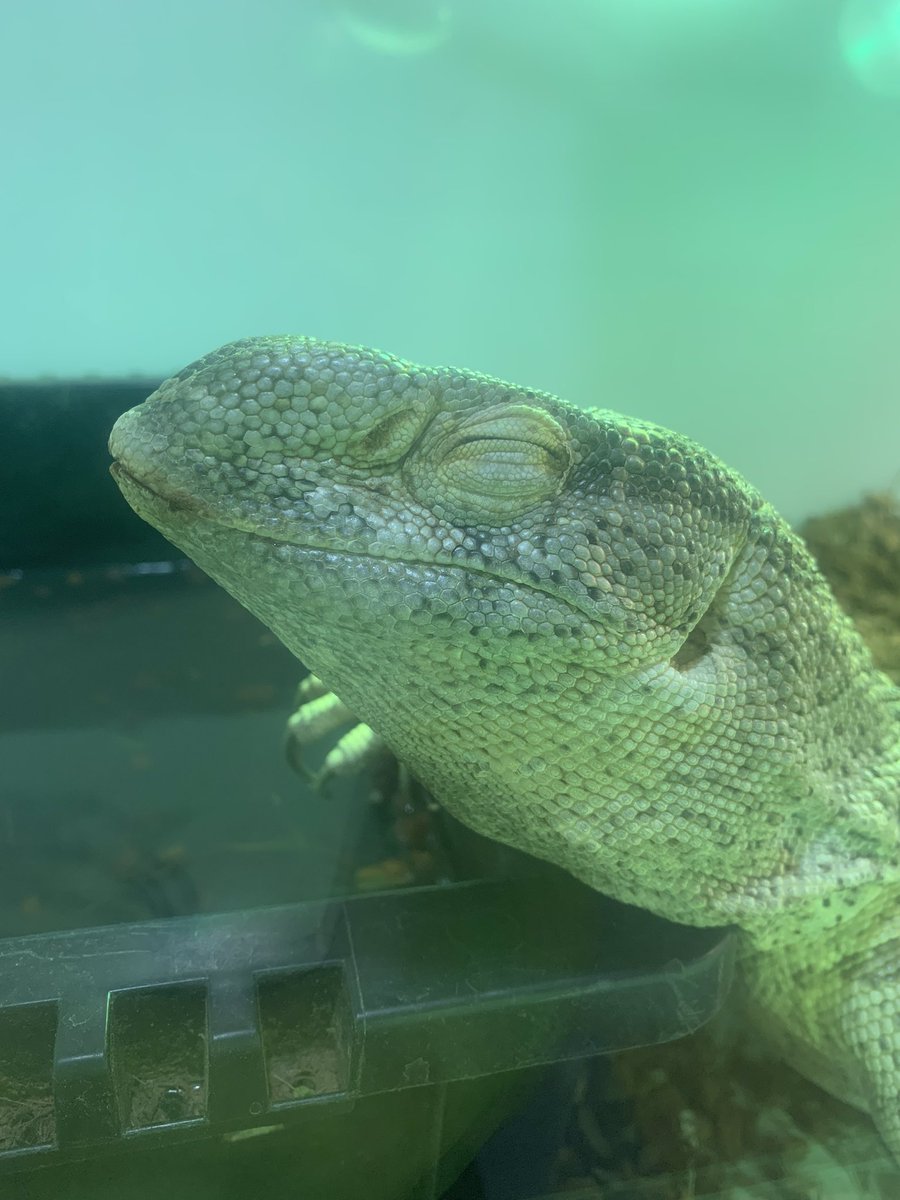 HachuMelt's tweet photo. 天神にある小さな動物園
はちゅメルト🦎

オープンしております✨
まったりゆったりと爬虫類、フクロウ、ショウガラゴがお出迎え❣️

是非ご来館お待ちしております🦎 https://t.co/OlRX48HvSa