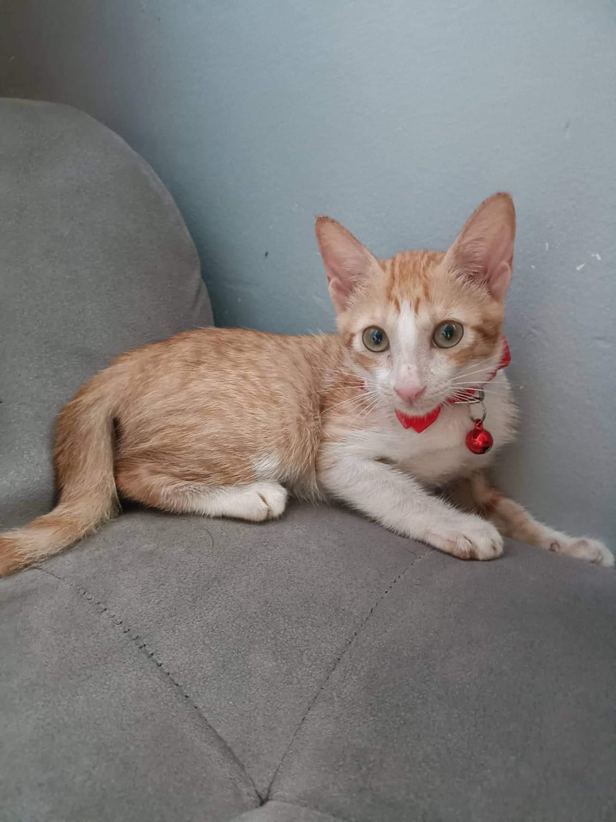 Adoption Update: Pochie has been adopted this morning. Happy Pochie!!!🥰🥰🥰#cats #CatsOfTwitter