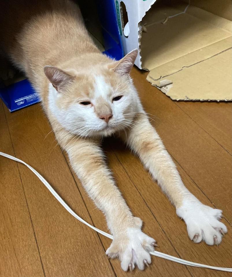 daimatsu_1214's tweet photo. 〈お知らせ〉
連休明けの7/19(火)、加藤ツバサくんの凱旋LIVEですっ🎶
みんな集合ですよぉ〜\(//∇//)\
前座は、デュオ大松の予定じゃったんですが、ネオ大松ロマンチカになりました。
みんなでワイワイ楽しみましょ！
✴︎感染予防対策のご協力よろしくお願いしますっ
 #加藤ツバサと愉快な仲間たち https://t.co/nUZD3kHrQk