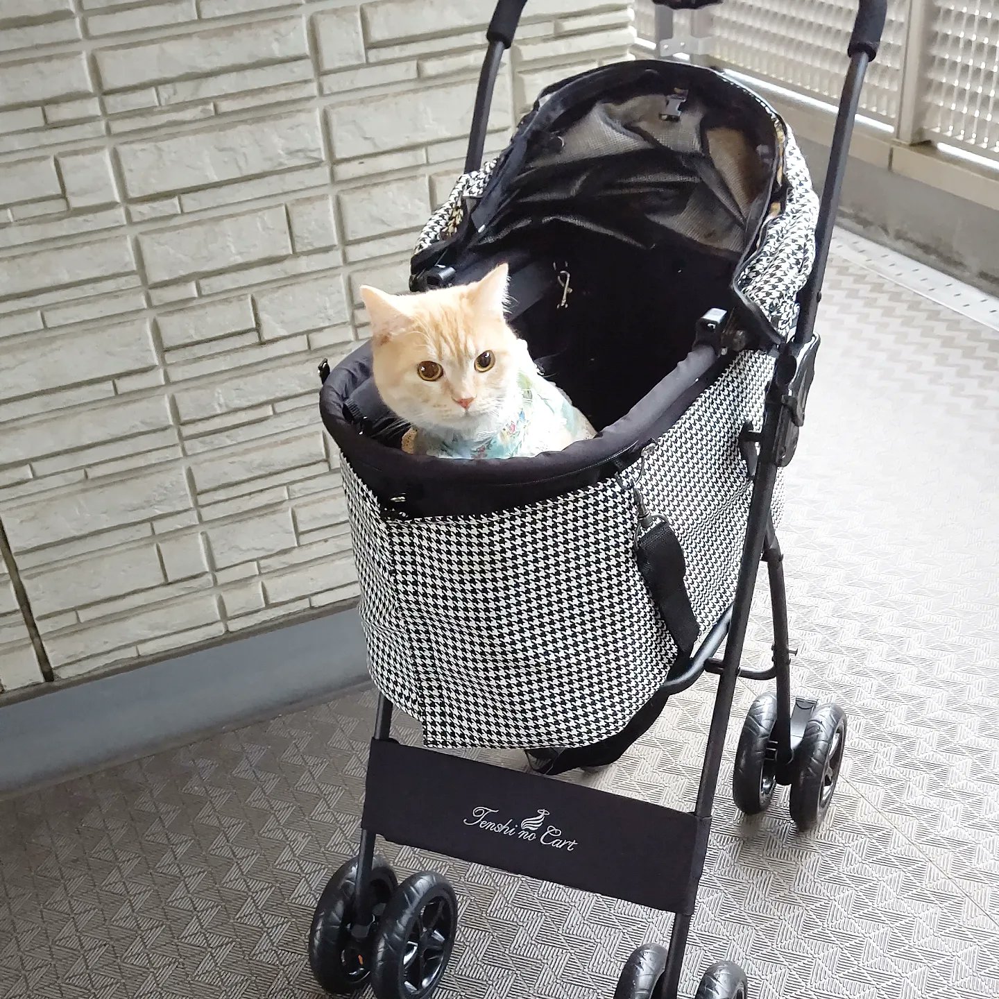 天使のカート　限定デザインver.3フルセット 天使のカート 限定デザインver.3フルセット 【公式通販】