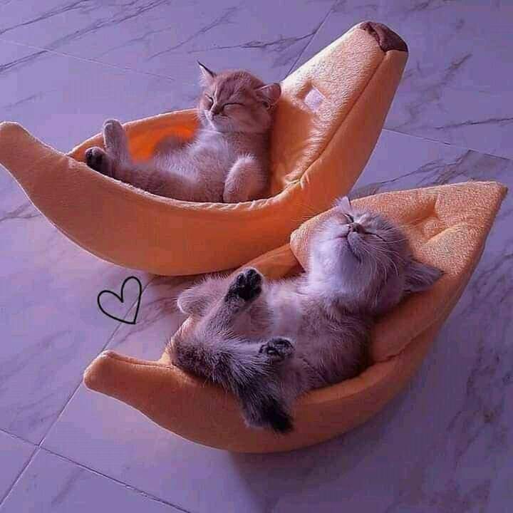 #Cat