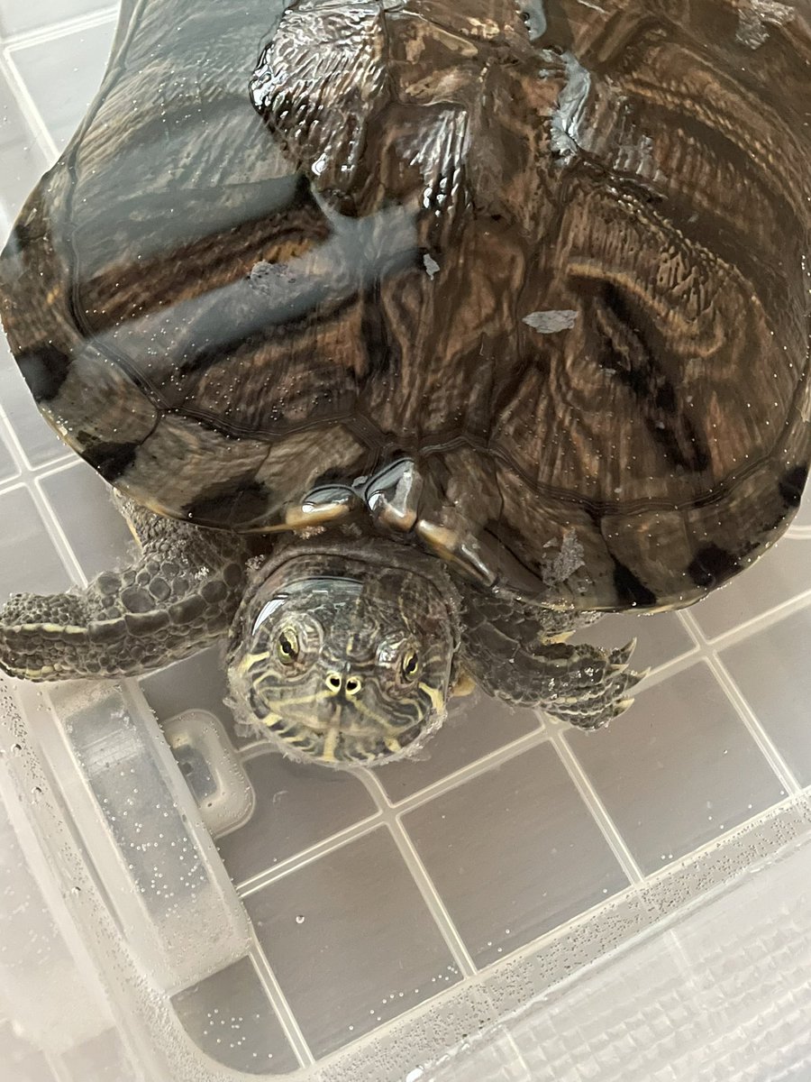 小学生向けの講演で 飼いきれなくなったカメをどうするか という問いの解答に啓発が必要だと実感した Togetter
