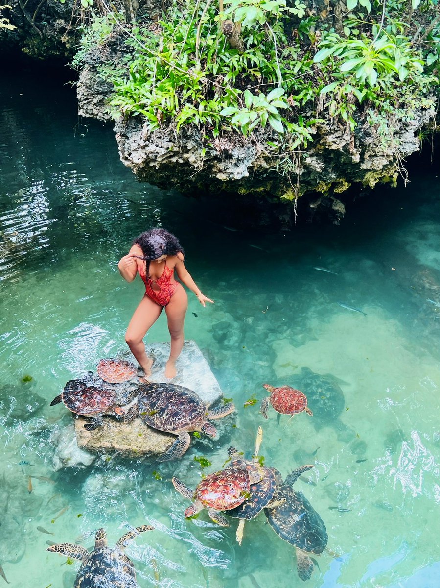 miss_brown1_'s tweet photo. More photos from my swimming with Turtle experience!!☺️
#Zanzibar #Tanzania #tourist #sololeveling #swimmingwithturtles #turtle #HOLIDAY #islandgirl https://t.co/z5uJxQR5kS