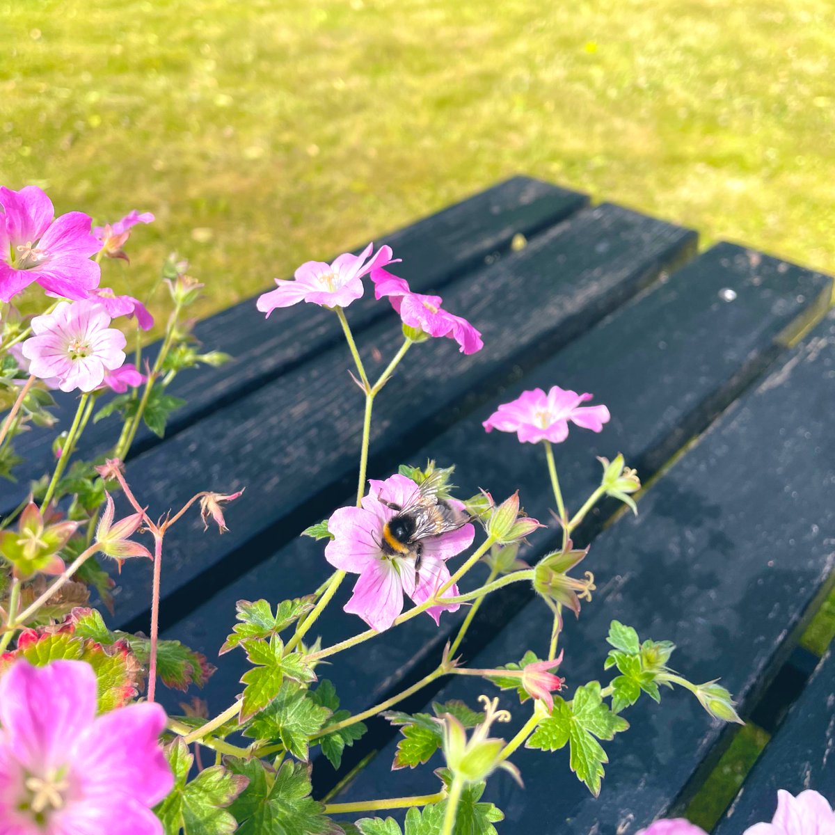 elle_cee_gee's tweet photo. Perfect Saturday morning coffee companions #lovebees #foggiebummers https://t.co/dTWO2ScVW9