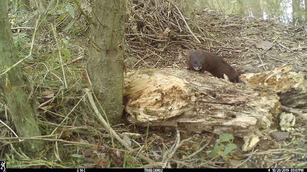 New pre-print out on comparing live-trapping, hair tubes, camera traps and #eDNA for detecting the critically endangered European mink in Spain. Brilliantly led by @LizzieCroose of @vincentwildlife with teams from @WildCRU_Ox, us in @SalfordUni and more! biorxiv.org/content/10.110…