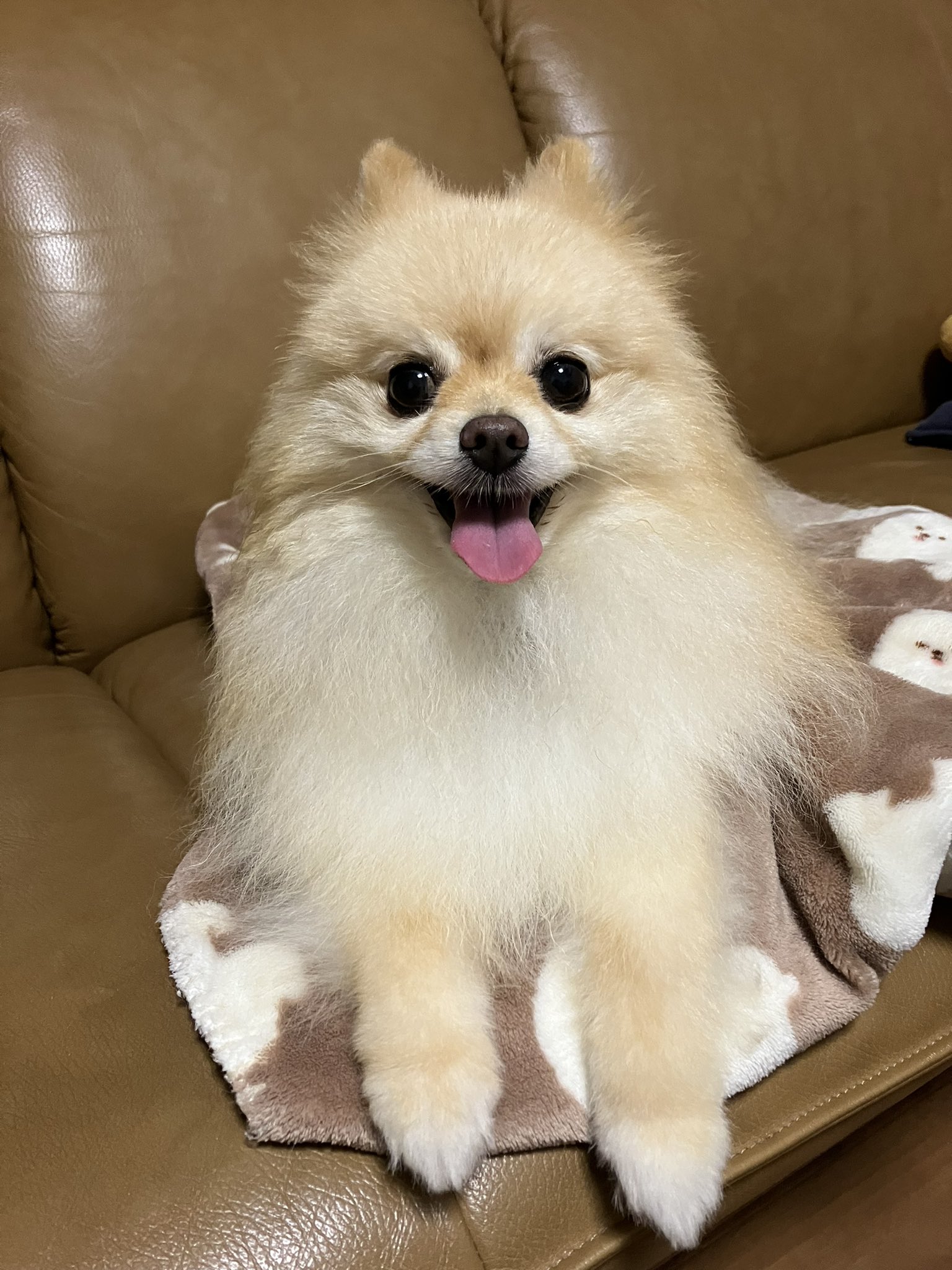 散歩嫌いの犬 Twitter Search Twitter
