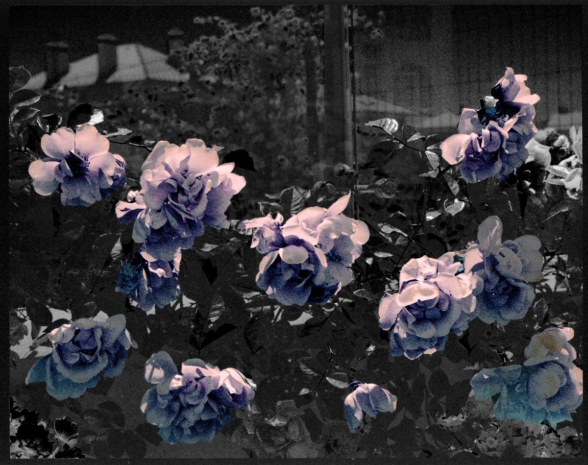 LAST BLOOM 
From “crashed heaven” collection 

all questions were left unanswered
but you can at least enjoy the roses in the garden