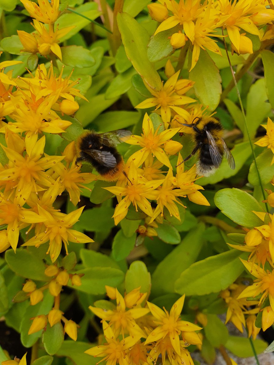 RenateBente's tweet photo. Hardworking... #NaturePhotography #bumlebee https://t.co/508ih0Zfee