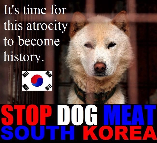 Peanutnoir04's tweet photo. #BOKNAL #SOUTHKOREA #StopBokNal #AnimalCruelty #EndDogCatMeatTrade #EndDogMeatFarms #AnimalAbuse #StopTorturingAnimals #SaveKoreanDogs
Boknal days 2022 : July 16th - July 26th - August 15th😿😿😿 https://t.co/vImJDa4nWo