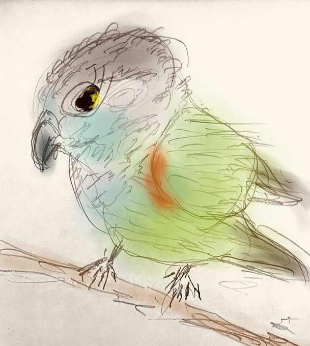 インコイラストのtwitterイラスト検索結果