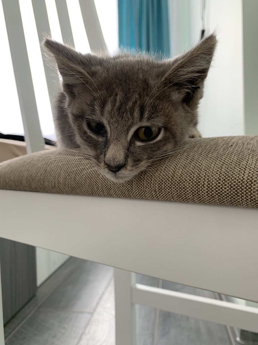 alpusha's tweet photo. Спасли маленькую кошечку 2 месяца, 900 грамм. Самая ласковая малышка в мире. Очень ищем дом этой красотке. За ретвит одно «мяу»❤️🥺🙏🏻 https://t.co/MlUGtODgtK