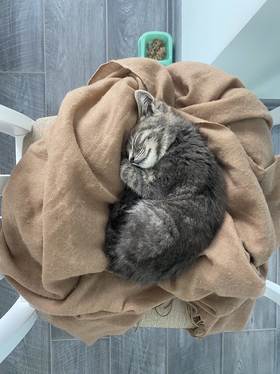 alpusha's tweet photo. Спасли маленькую кошечку 2 месяца, 900 грамм. Самая ласковая малышка в мире. Очень ищем дом этой красотке. За ретвит одно «мяу»❤️🥺🙏🏻 https://t.co/MlUGtODgtK