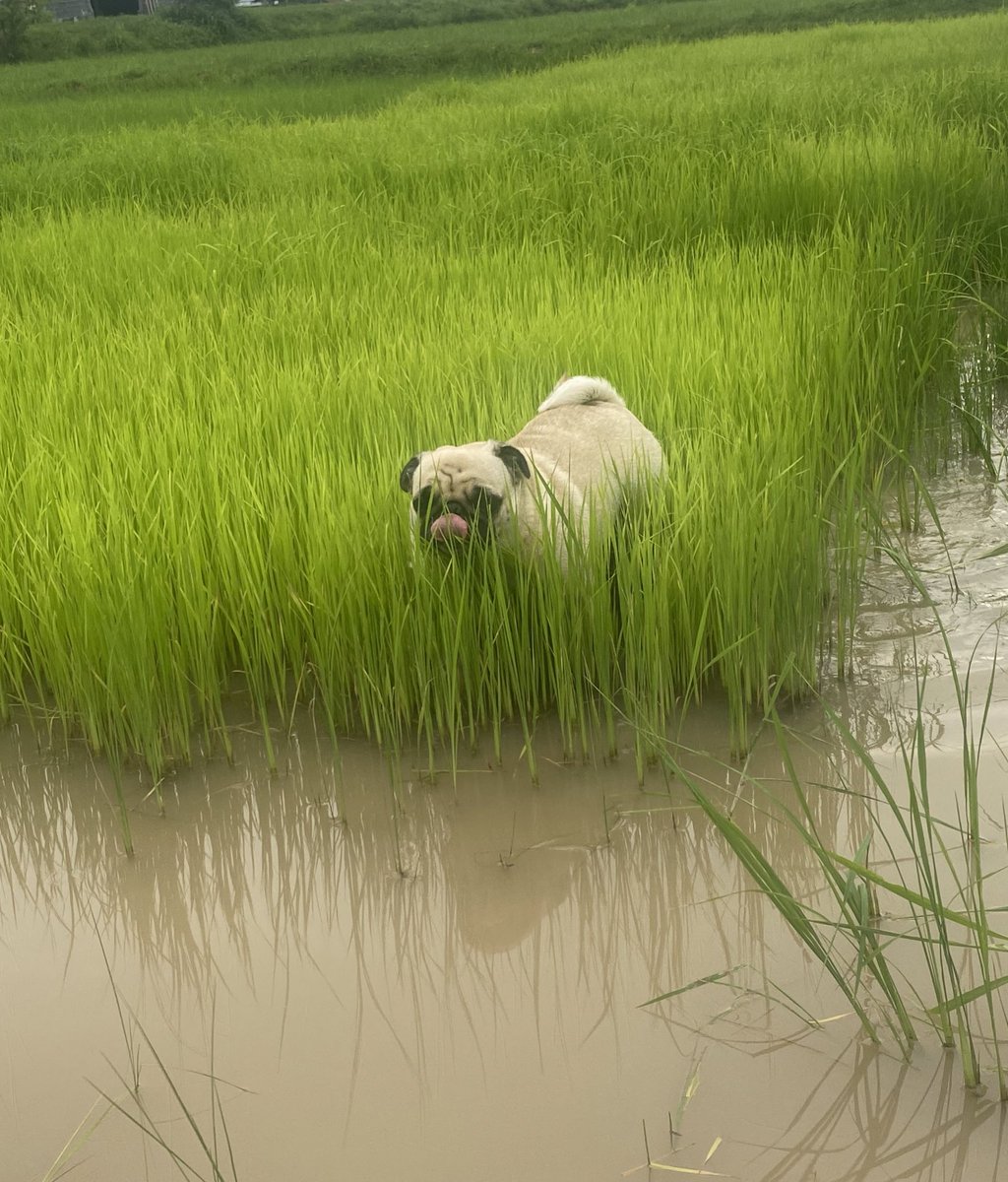 Srijunglove69's tweet image. เมืองไทยอุดมสมบูรณ์ ในน้ำมีปลา ในนามีหมาปั๊ก