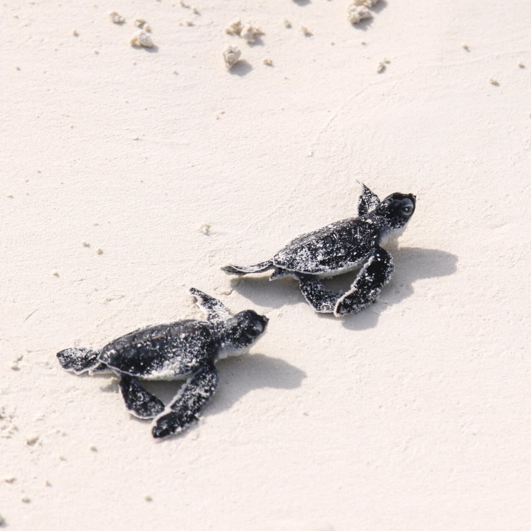 A pair of baby sea turtles making their way towards the ocean for the very first time after hatching. 😍

Sea turtles lay hundreds of eggs on Maldivian beaches every year.

#maldives #maldivesstartshere #babyturtles #turtles #turtle #babyturtle #turtlesofinstagram #turtlelove