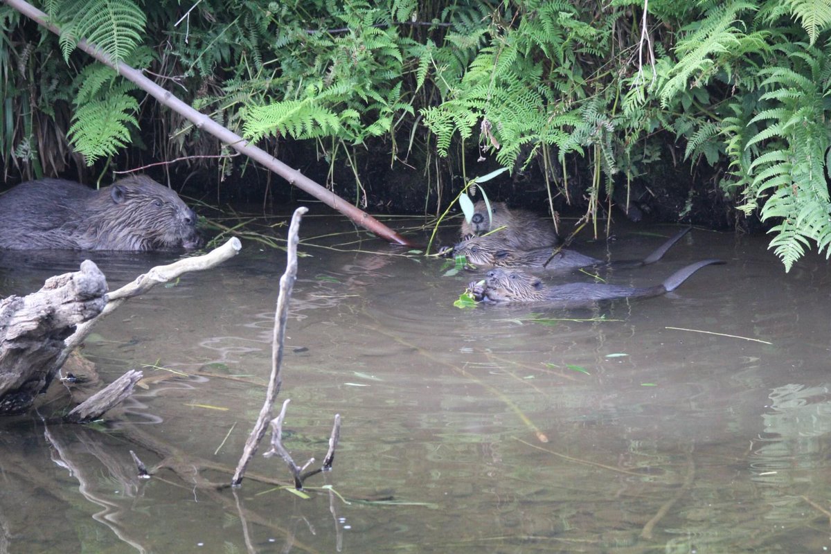 With all the shot going on, pop out to check on the local beaver family on the River Almond. Is this three youngsters? @PerthshireWild @VisitLochLeven @LochoftheLowes @ScottishBeavers @nature_scot @ScotsBeavers @The_PA