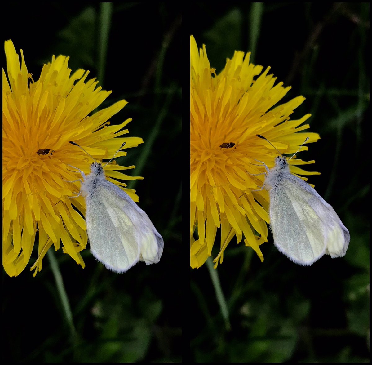 Helen_lrc's tweet photo. It's butterfly time!
1. Cryptic Wood White
2. Ringlet
3. Small Skipper
All for cross-eyed viewing. https://t.co/SuiNpxFpHe