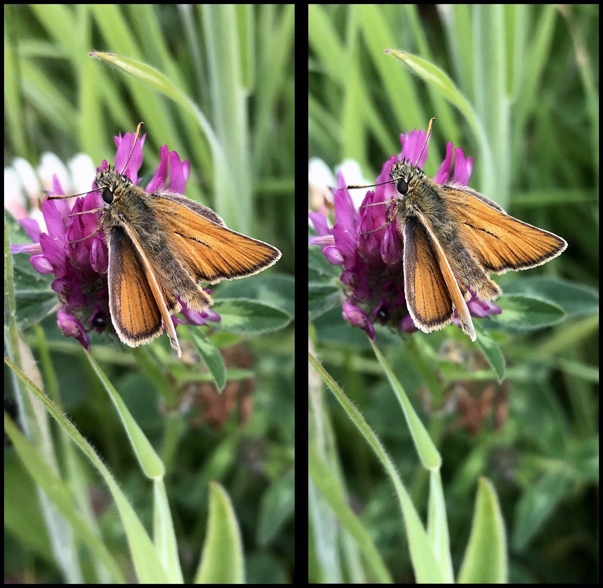 It's butterfly time!
1. Cryptic Wood White
2. Ringlet
3. Small Skipper
All for cross-eyed viewing.
