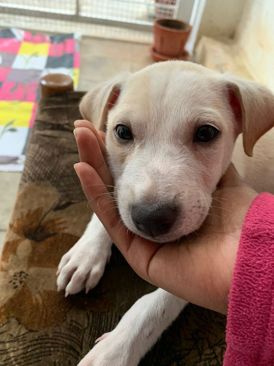 kirthikasrajan's tweet photo. #Bengaluru adoption/foster request!This good boi was rescued on 11th July. 45-60 days old. Deworming done on 12th July. First vaccination to be done on 16th July. 📍- JP Nagar. RT pliss! #AdoptDontShop https://t.co/UrMejHYtGv