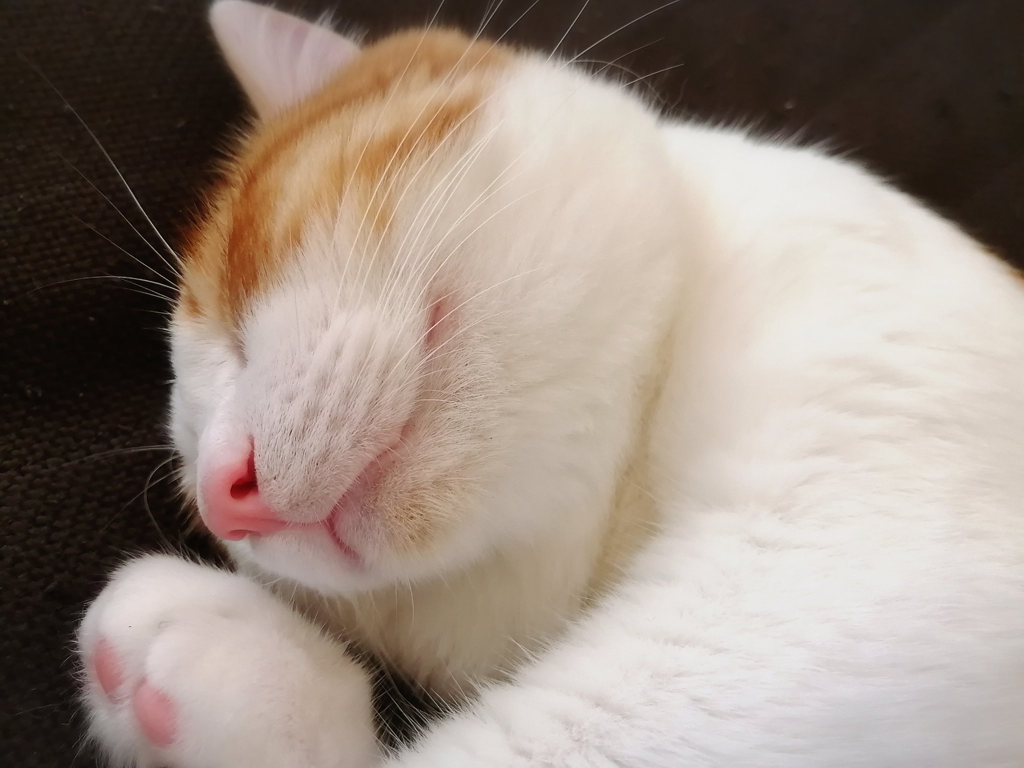 もふ ฅ O ฅ ピンクの鼻も くの字の口も 肉球のおててもみんな可愛い 猫がいる暮らし 猫のいる幸せ 猫が好き 猫 T Co 5ioiouc7ll Twitter