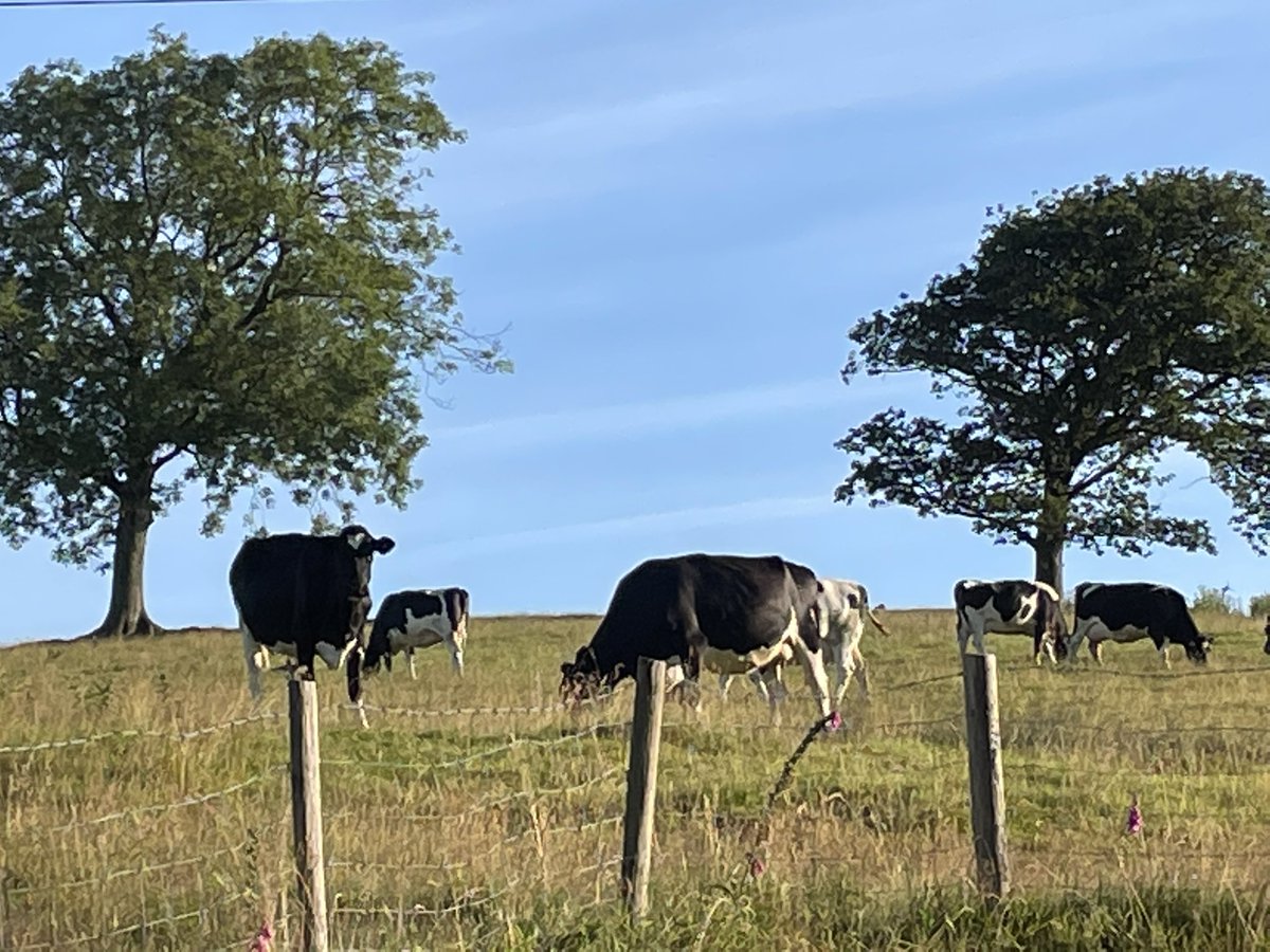 aaroncumminsNHS's tweet image. Coffee on the steps with the new neighbours 🐮… feeling a bit more like home after week 3 🏠
