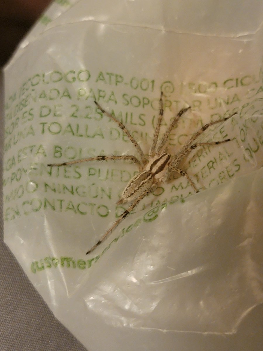Paleonut_'s tweet photo. Just as I'm about to fall asleep in my chair, I hear an odd crinkling noise right next to me... safely caught &amp; will be released in the yard tomorrow... wish my adrenaline would be as easy to get rid of LOL #ImAwakeNow https://t.co/IbWUuO4Ak5