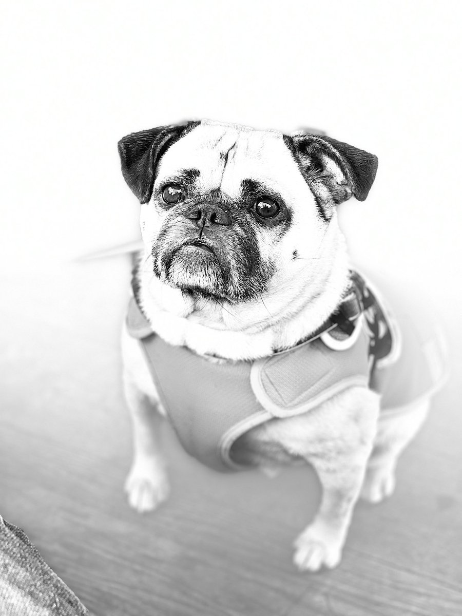 tedthelabrador's tweet photo. It’s Saturday
It’s Hug a pug day
#puglife
#hugapug
#puglovers https://t.co/E1xHT6tL2G