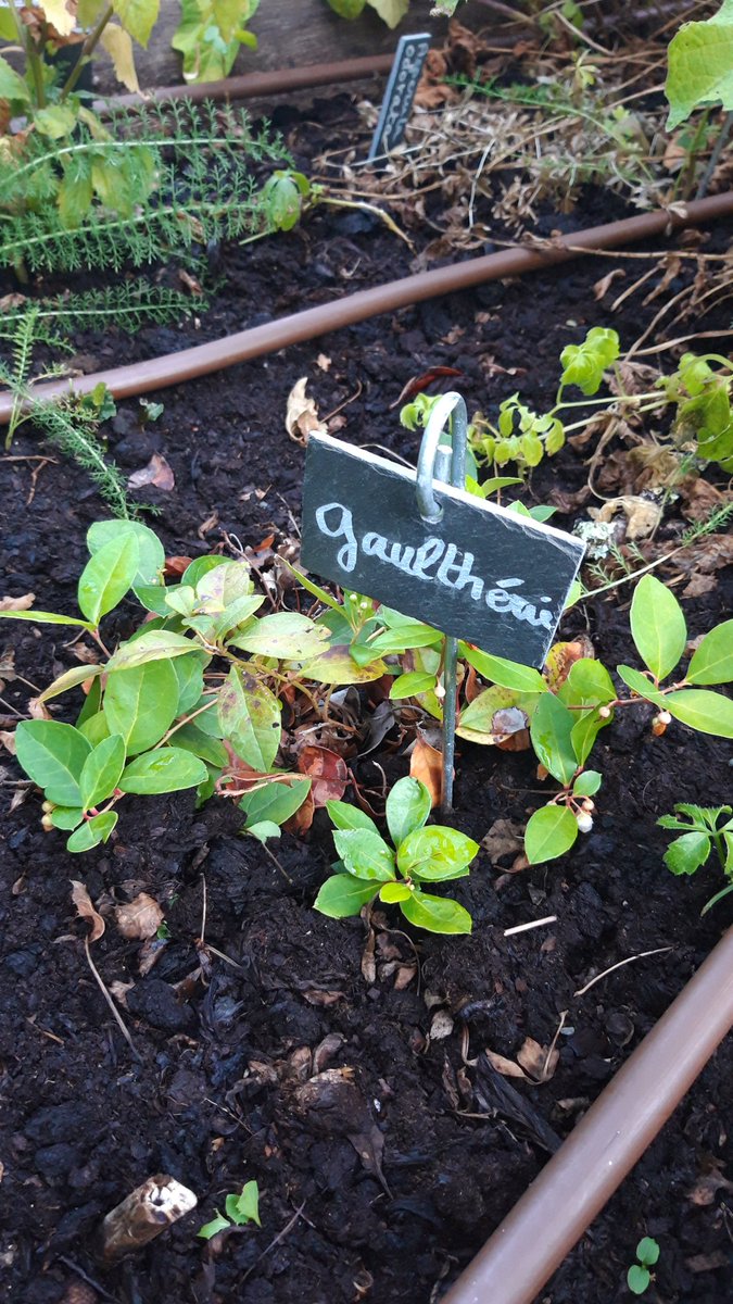 SandSansas's tweet photo. #Formation de #phytothérapie avec @edithpetitet et @francoisPetitet de chez #herbéo #Bordeaux 
4jours de partage, de passion, de découverte et d'expérimentation ! Le rêve 🤩 https://t.co/5KiVV9hdtB